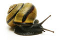 Cepaea nemoralis Czech Republic adult